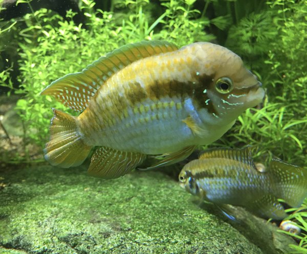 Laetacara araguaiae