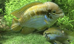 Laetacara araguaiae