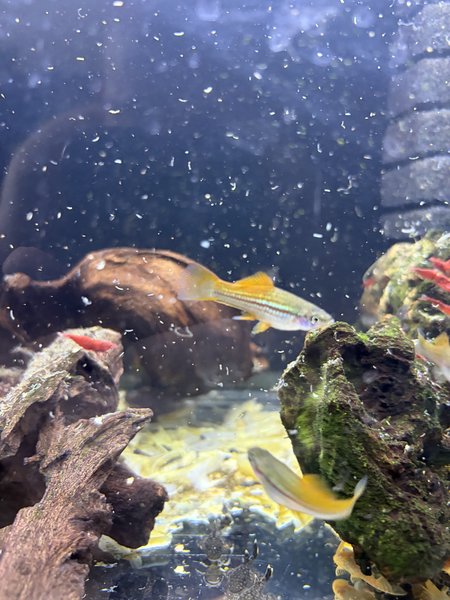 Orange Swordtails