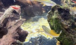 Orange Swordtails