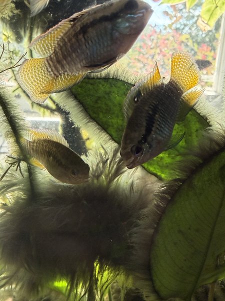Laetacara dorsigera