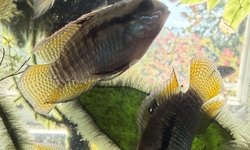 Laetacara dorsigera