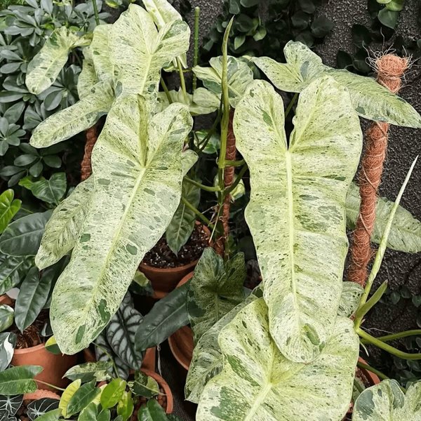 Philodendron sp. “Paraiso Verde”