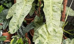 Philodendron sp. “Paraiso Verde”