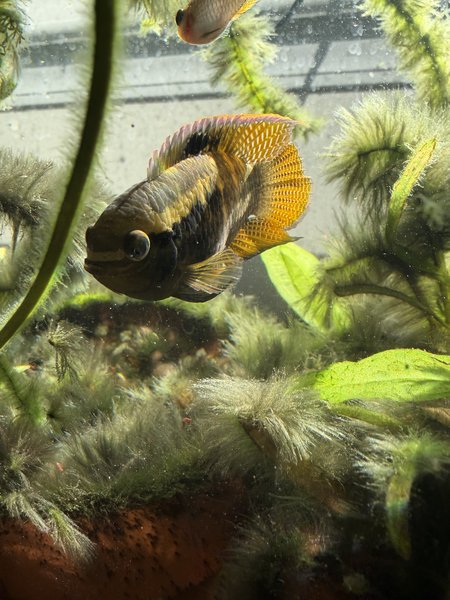 Laetacara dorsigera breeding pair