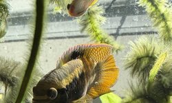 Laetacara dorsigera breeding pair