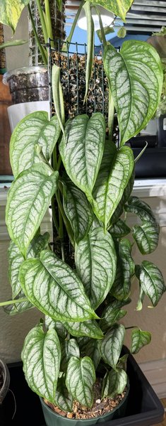 Monstera siltepecana