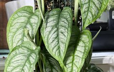 Monstera siltepecana