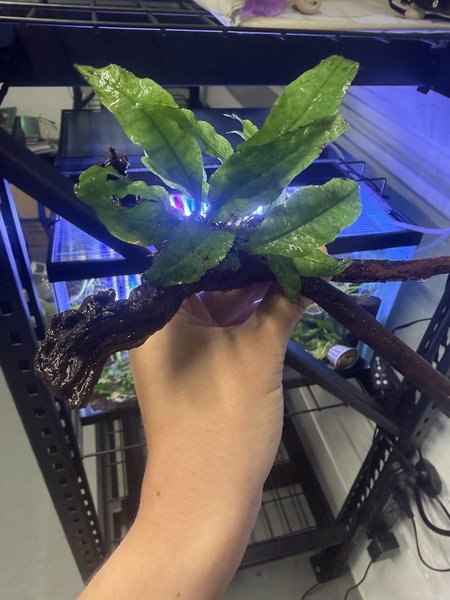 Medium Driftwood with Java Fern