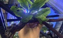 Medium Driftwood with Java Fern