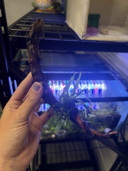 Medium Driftwood with Java Fern