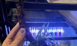 Medium Driftwood with Java Fern