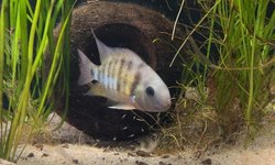 Cryptoheros cutteri 'Cutters cichlid' 4