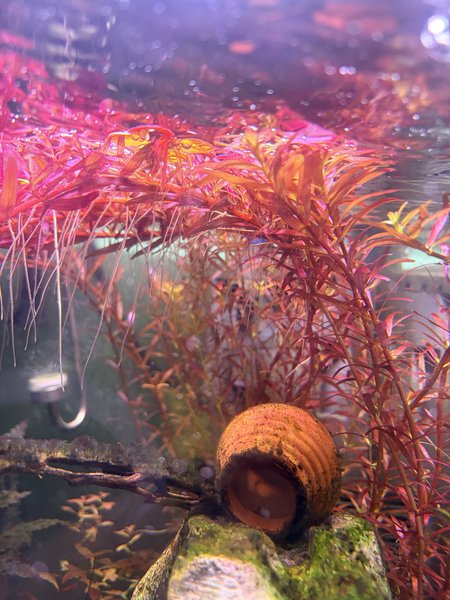 Rotala bushy bright growth near waters surface