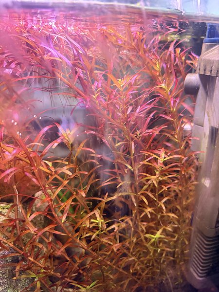 Side view of Rotala