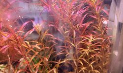 Rotala Narrow Leaf Sp. red