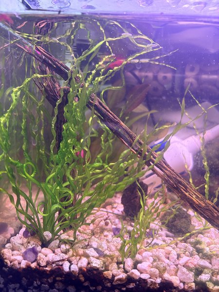 Parent plants showing full growth