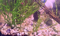 Photo 2 of Corkscrew Vallisneria