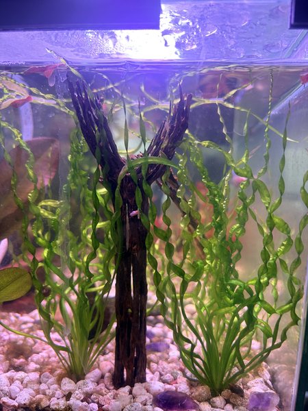 Parent plants showing full growth