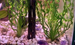 Corkscrew Vallisneria