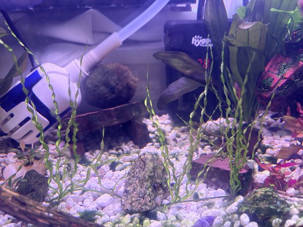 Corksrew plants up for sale, growing bushier every day