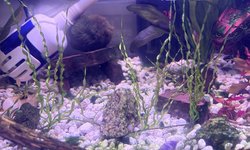 Photo 3 of Corkscrew Vallisneria