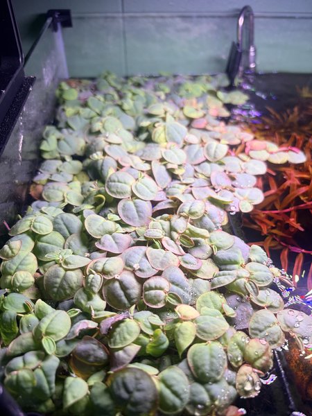 Red root floaters