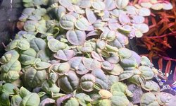 Red Root Floater