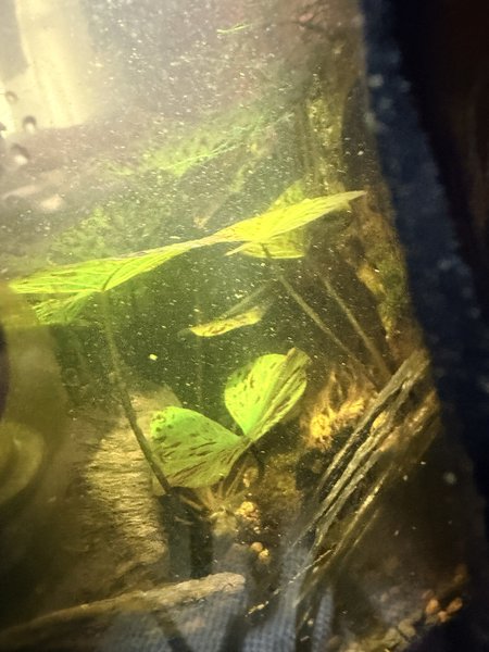 Young Tiger Lotus