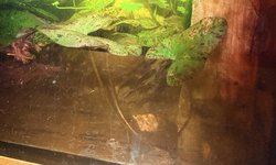 Nymphaea Tiger Lotus