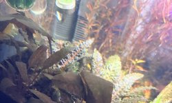 Photo 2 of Cryptocoryne Wendtii Red