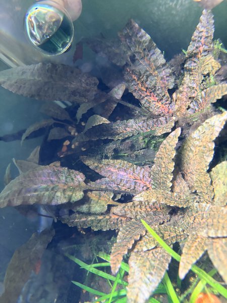 Crypt plants