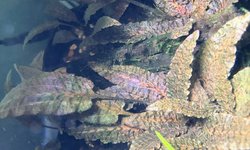 Cryptocoryne Wendtii Red