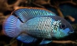 Electric Blue Acara