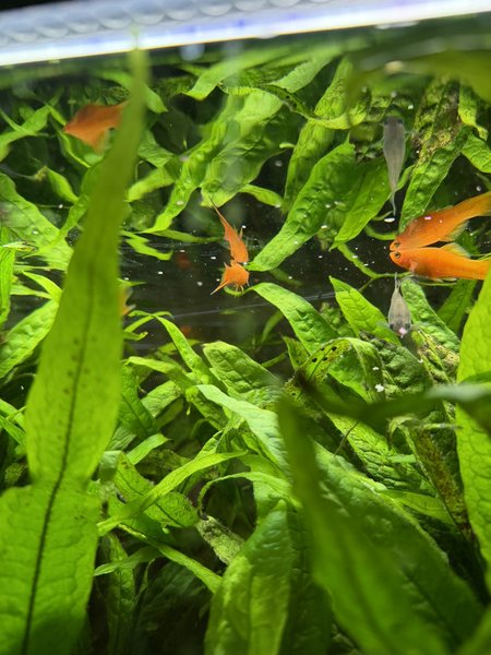 Java fern
