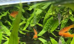 Java fern