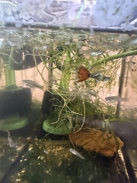 Bag of 12+ mixed guppies.