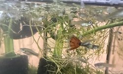Bag of 12+ mixed guppies.