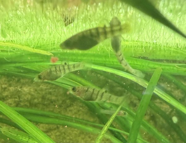 Islai limia “ tiger limia “ 6pk fry