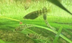 Photo 2 of Islai limia “ tiger limia “ 6pk fry