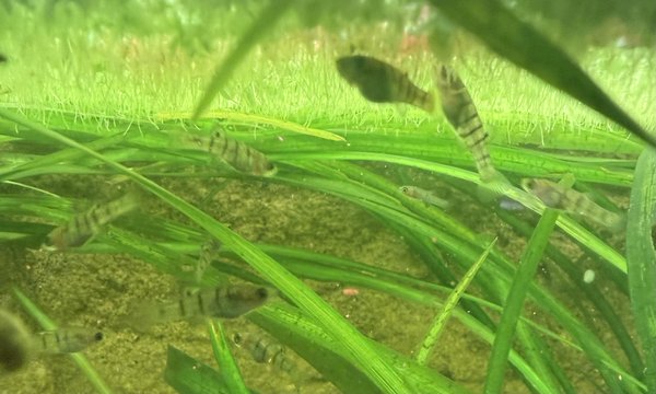 Islai limia “ tiger limia “ 6pk fry
