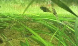 Islai limia “ tiger limia “ 6pk fry
