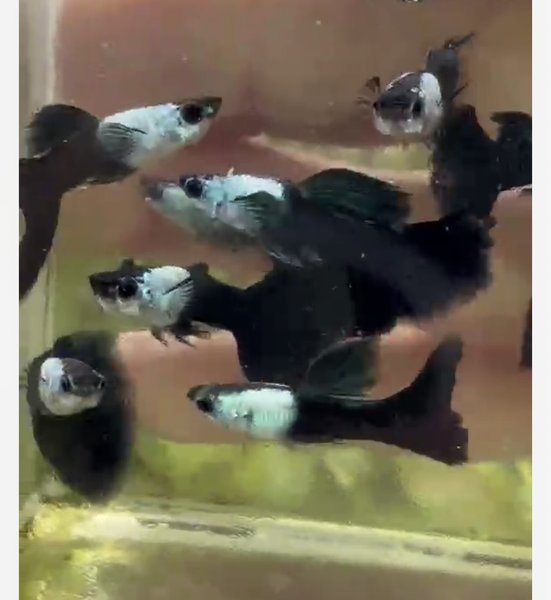 Silverado Black Guppy - 2 breeding Pairs