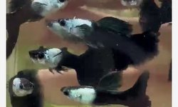 Silverado Black Guppy - 2 breeding Pairs