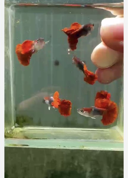 HB Red Rose Guppy  - 2 breeding Pairs