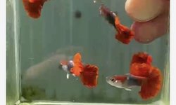 HB Red Rose Guppy  - 2 breeding Pairs