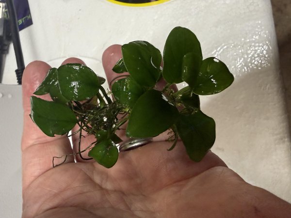 Anubias plant