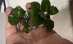 Photo 2 of Anubias plant