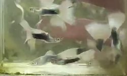 HB White Guppy  - 2 breeding Pairs