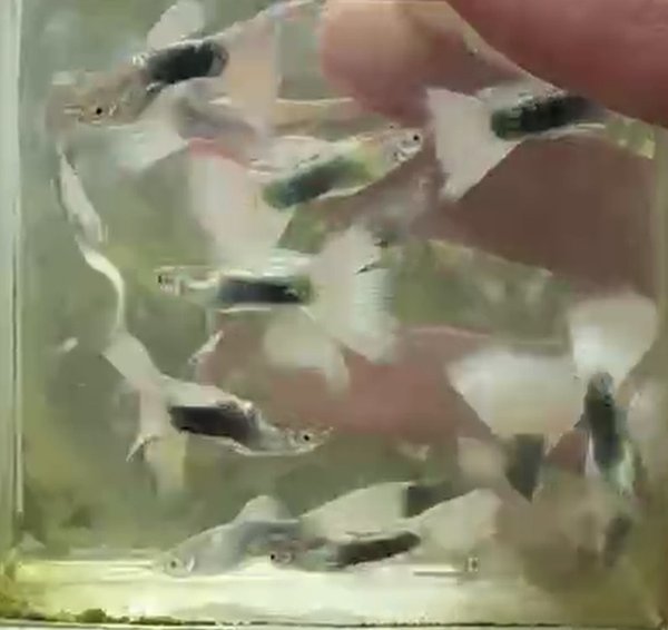 HB White Guppy  - 2 breeding Pairs